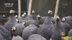 �¸��������������ֳ���鼦�Ŀ�ǧ��Ƹ���