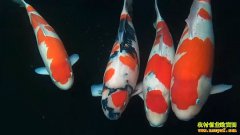 �¸�����������ֳ���� �ÿ����������ÿ��ļ�