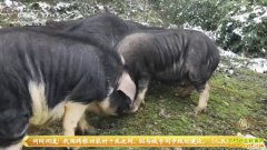 �¸��������Ĵ���ɽ��ܡ�����ǧ��Ƹ�