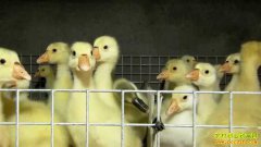 �¸������������۸� �ųɺ���ҵ������Ĳ�