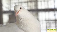 �¸��������������ط�ȫ�����������������