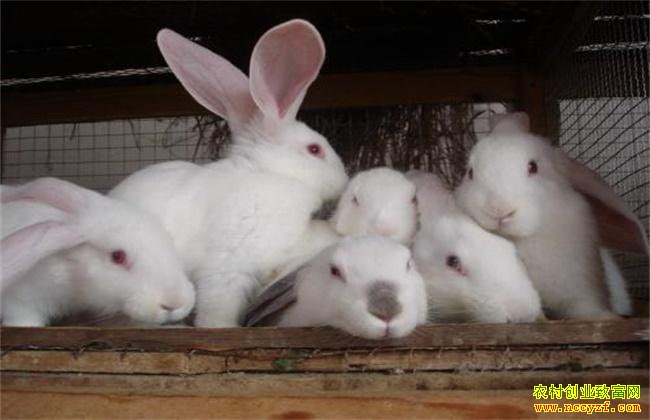 �Ĵ���Ԫ���������紴ҵ���������á�Ч���