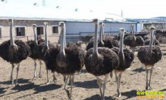 �ӱ���¹�������ɽ����������������������н��