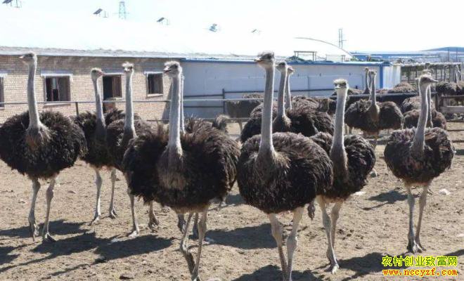 �ӱ���¹�������ɽ����������������������н��