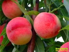 �Ĵ�����������������ÿĶ����8000 Ԫ