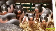 �¸������ӱ���ɽ����ϼ�ɷ�������