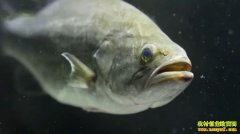 �¸�����֣�������ԲͰ��ת���Ƹ���20210531