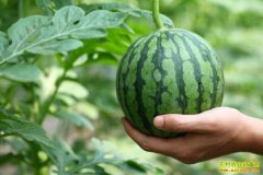 ɽ������֣������ְ�����ֲʺ��������15���