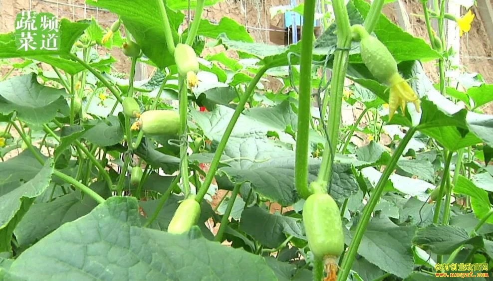 8Ԫһ��Ķ��ֵ56000Ԫ����ֲ����Ů��С�ƹ�Ч���