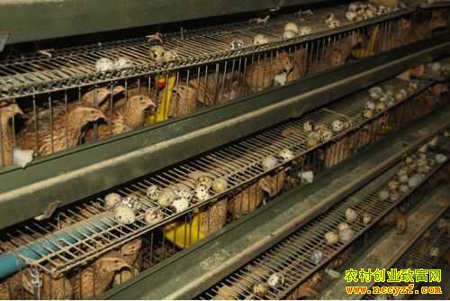 ����������л��Ӫ�����������ȡ���������Ԫ��ҵ