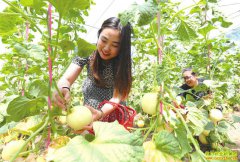 �ӱ��Ӽ��о����������ϲ�ժ�����������