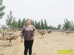 ɽ����̩�߼Һ���������ߴ�����1500ֻ