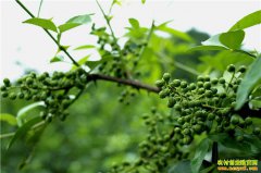 �ֻ���׬Ǯ��300Ķ�໨��������ҡǮ����