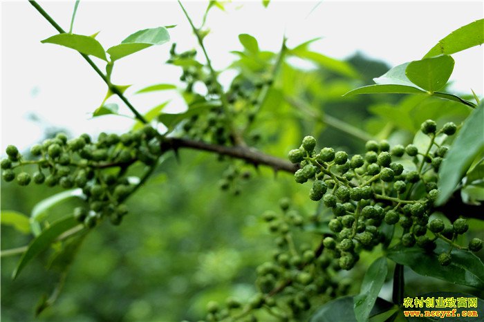 �ֻ���׬Ǯ��300Ķ�໨��������ҡǮ����