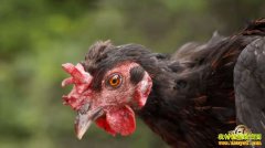 �¸������������챣�ڡ� �ź�����ɽ��������