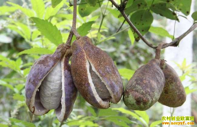 �Ĵ��������֣���ֲ���¹�Ķ����1��Ԫ