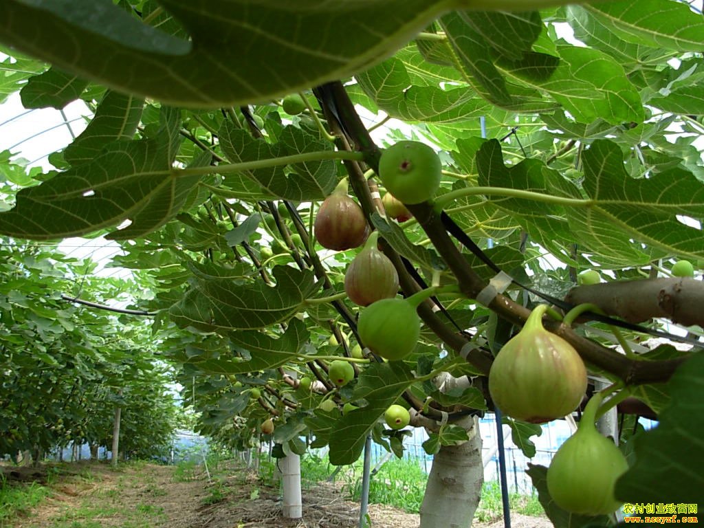 �Ĵ���Զ�Խ�ΰ�����޻������¸���ͷ��