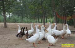 ���ɹ�ͨ����ΰ����������� �����¸���