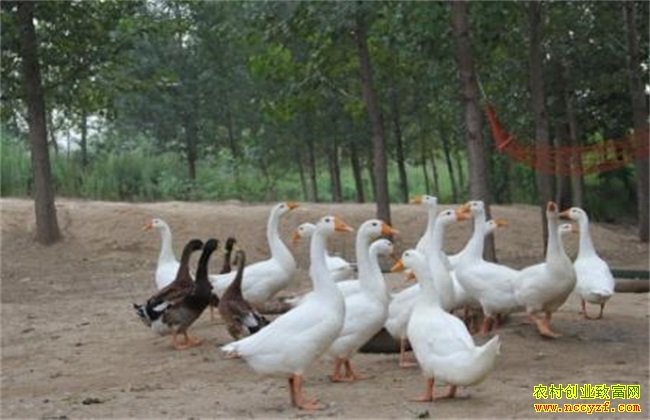 ��������� �����¸���