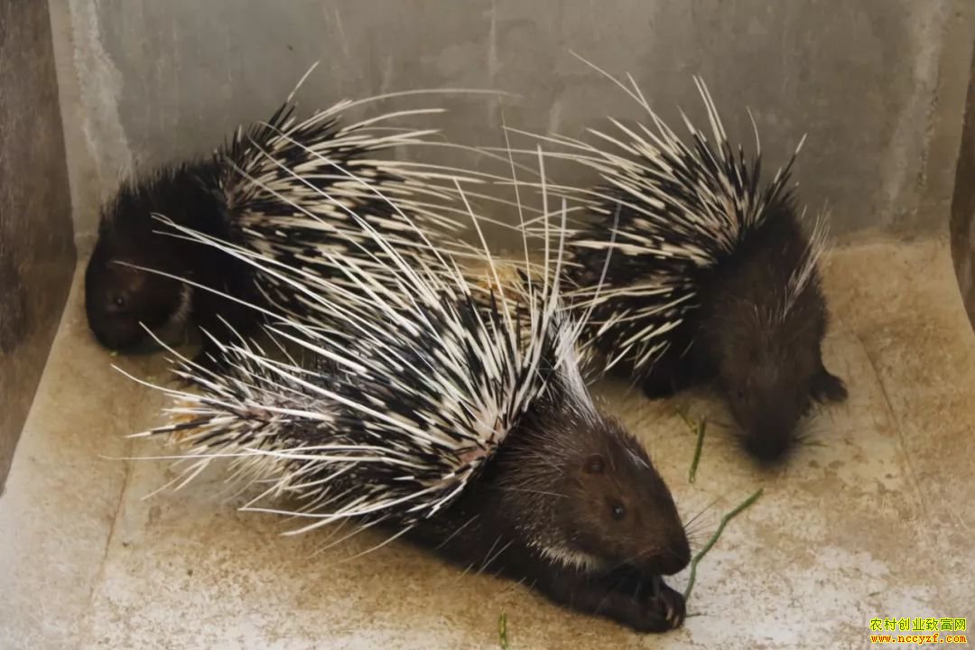 �Ĵ����ݡ�90�󡱹�ǿ���紴ҵ��������׬3��