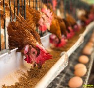 ���յ���Ԥ�⣺8��24�ռ����۸���֪��