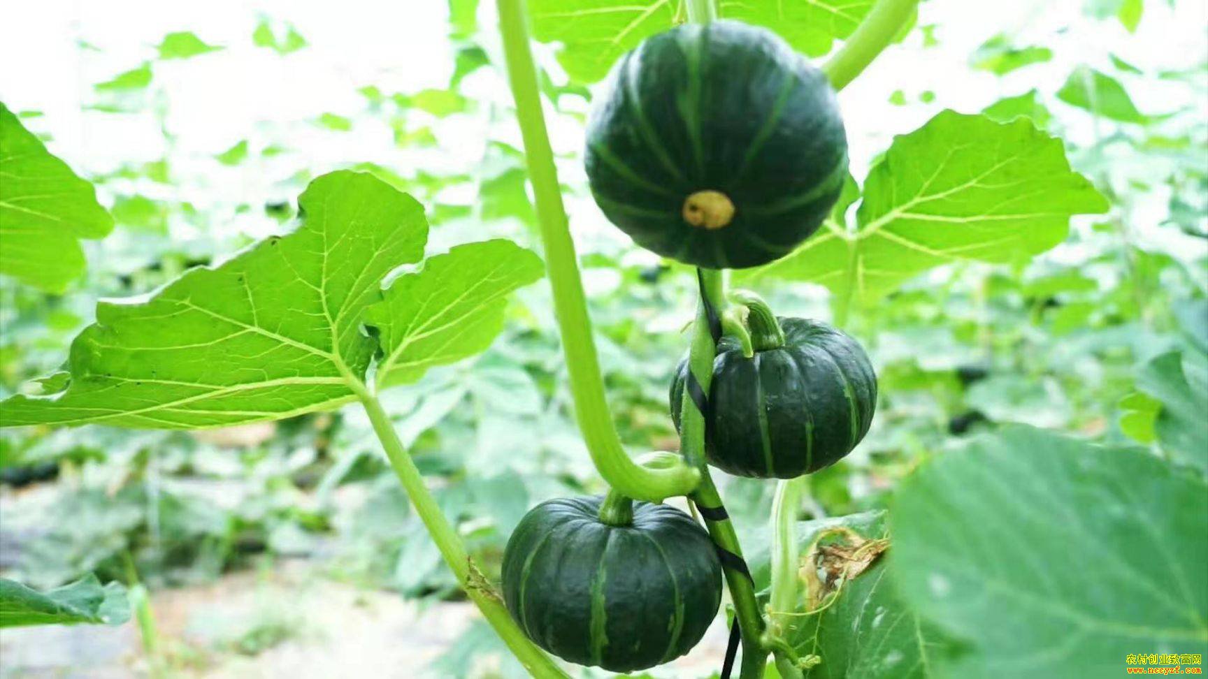 ��ֲ�����Ϲ�׬Ǯ����������������巢չ�Ϲϲ�ҵ�̾��¸�·