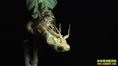 [�¸���]������ɿ� �Ƹ������� �ӱ����ݼֻ�������¸���Ƶ