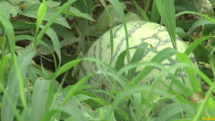 [�¸���]�ӱ������Ծ�����ֲ��Ƥ�Ե����Ϻ�׬Ǯ