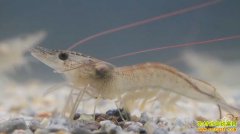 [�¸���]�㶫��ɽ������������Ϻ�Ƹ�����