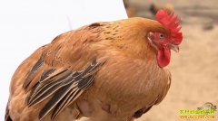 [�¸���]�㶫տ�������������и��� �ݼ��Ŀ�ǧ���