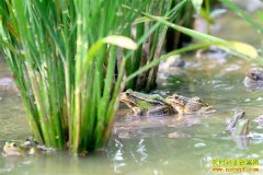 �Ĵ��������������ܻ����ɫ��̬�¸�·