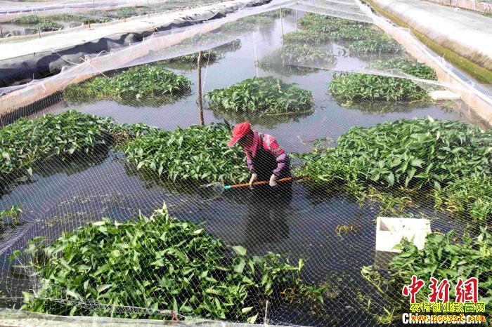 ɽ����80��С��ġ��θ���������ֳ300����ˮ������400��Ԫ