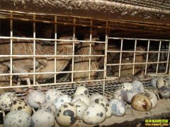 �Ĵ����������������Ȳ����� �������඼׬Ǯ