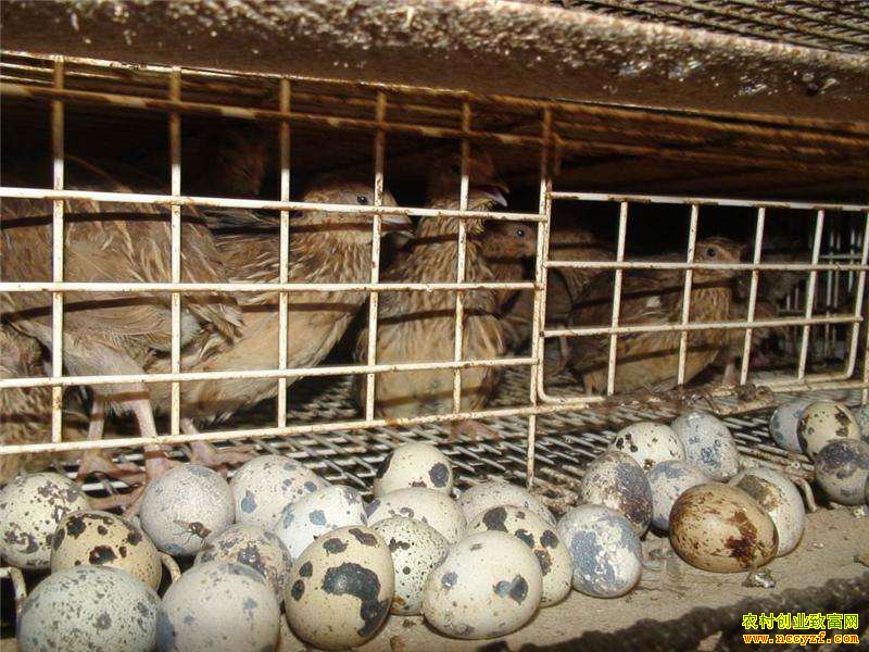 �Ĵ����������������Ȳ����� �������඼׬Ǯ