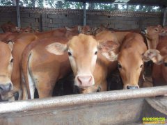 ��ũ�����ֳ ��¿ ��ţ�ĸ���׬Ǯ��