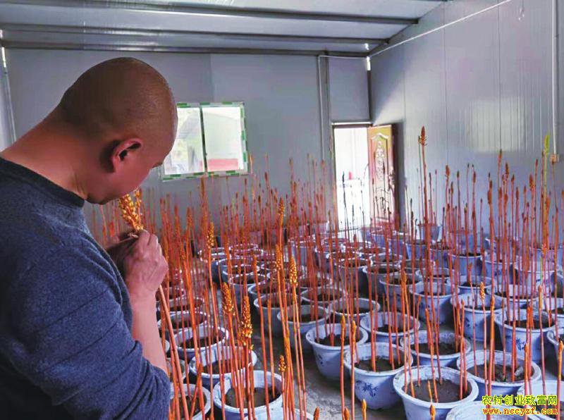 ������׬Ǯ���ʻ�����20Ԫ/�� ��ֲ������ǰ��