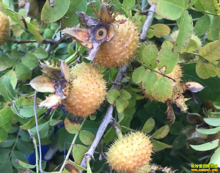 ����������𣿴�����ֲǰ����Σ�