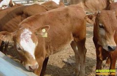 �Ĵ�ƽ������̫����ţ���� ����������