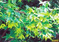 ��ֲԪ����׬Ǯ��Ԫ������ֲǰ����Ч��