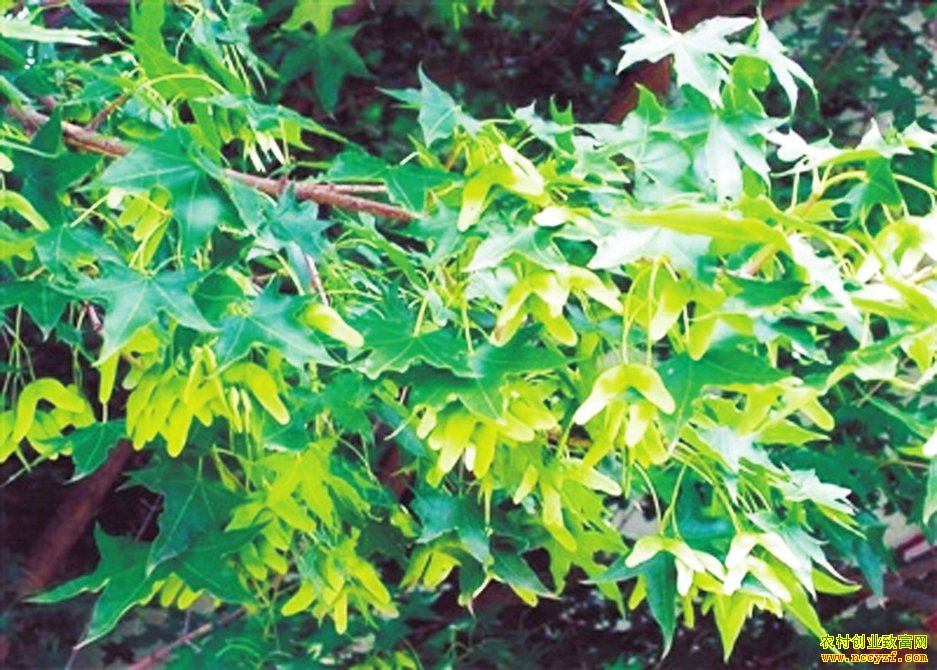 ��ֲԪ����׬Ǯ��Ԫ������ֲǰ����Ч��