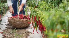 �¸���������ʹ��������������׬Ǯ�и���