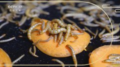 �¸�����ɽ�����Ͻ������ֳ�Ʒ۳�׬����Ƹ�