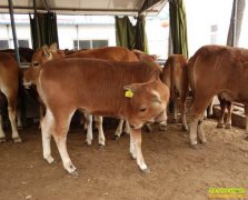 ������ţ׬Ǯ�ࣿ�Ĵ�������ֳ�����񻪵���ţ�¸���