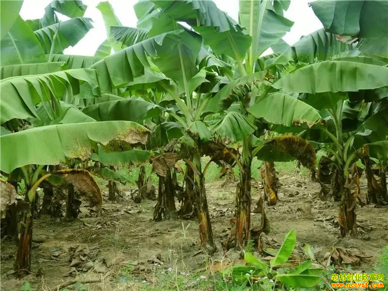 �Ĵ���Զ��������ʯ���ְŽ�һ������20��