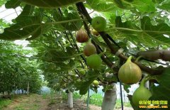 ��ֲ�޻����������ܶ�׬Ǯ����ɹ��ɼ۸���