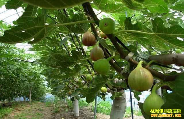 ��ֲ�޻����������ܶ�׬Ǯ����ɹ��ɼ۸���