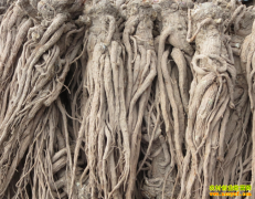 2021��11��10�ո�����ص���۸��ȶ�