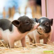 �����Ͻ��־����ֳС�������������¸���