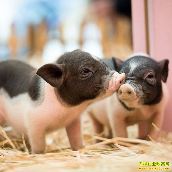 �����Ͻ��־����ֳС�������������¸���