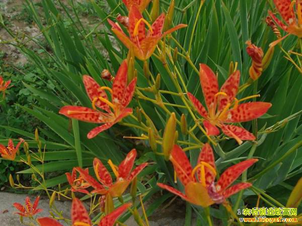 2022����ֲʲô��ҩ��Ч�����׬Ǯ��